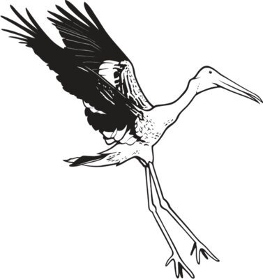 PntdStork01NC2bw