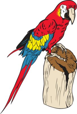 ScrltMacaw01NC2clr