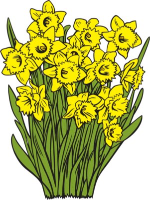 Daffodil01NC2clr