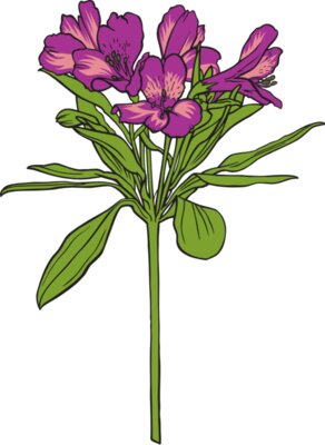 Alstroemeria01NC2clr