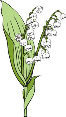 LilyoftheValley01NC2clr