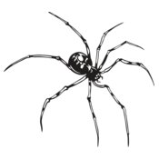 ESspider007bw