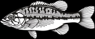 SpottedBass01NC2bw