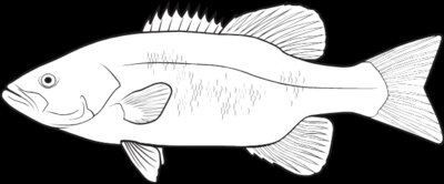 SmMouthBass01NC2bw