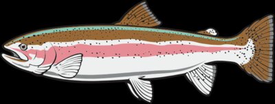 RainbowTrout01NC2clr